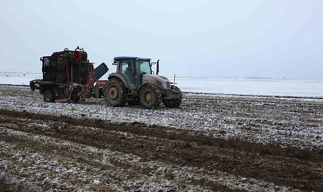 Muş'ta kar altında şeker pancarı hasadı