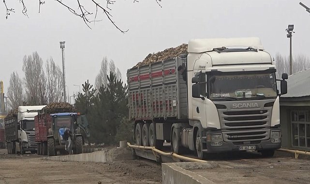 Muş'ta şeker pancarı kampanyasında rekor