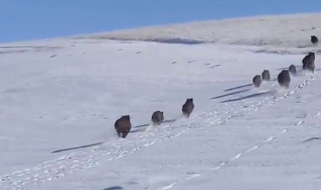 Patnos'ta domuz sürüsü görüntülendi
