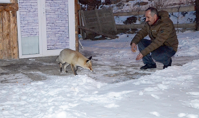 Sarıkamış'ta mahalleliler kızıl tilkiyi elleriyle besliyor