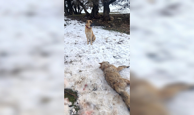 Sürüye saldıran kurdu çoban köpekleri telef etti