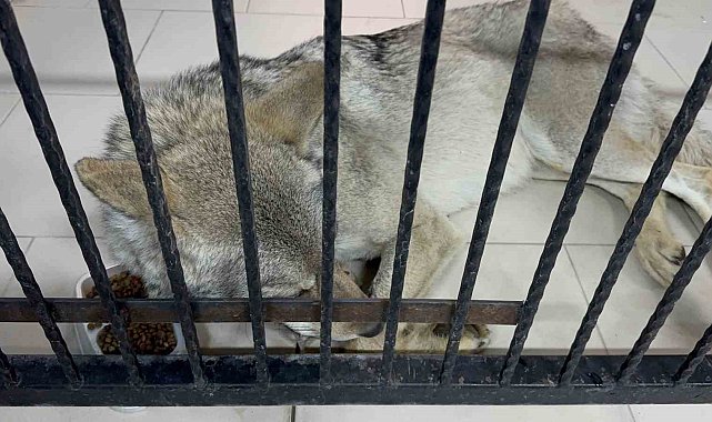 Tatvan'da yaralı halde bulunan kurt tedavi altına alındı