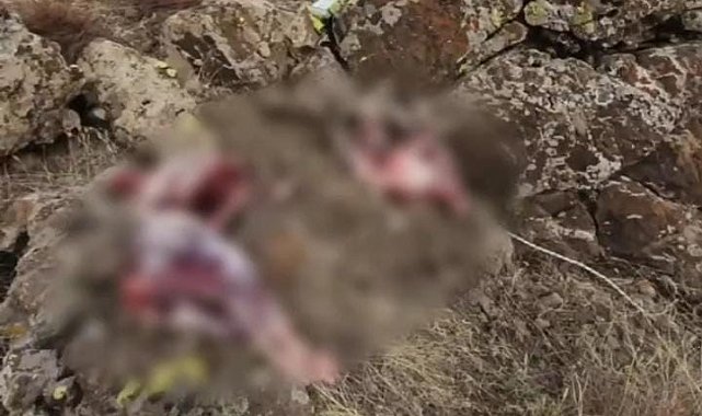 Tunceli'de koruma altındaki 2 yaban keçisini avlayanlara 1 milyon 300 bin lira para cezası