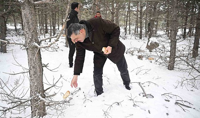 Vali Mustafa Çiftçi, yaban hayvanlarına yem bıraktı