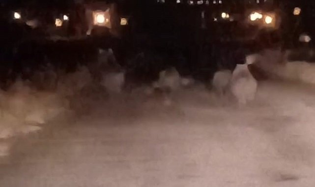 Van'da ayı sürüsü kameraya yansıdı