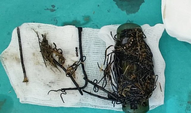 Van'da ineğin karnından bir avuç çivi ve tel parçaları çıktı