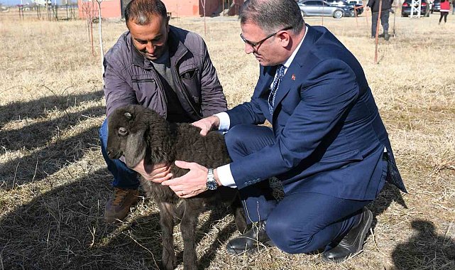 Van'da koyunculuk projesi başarıyla devam ediyor