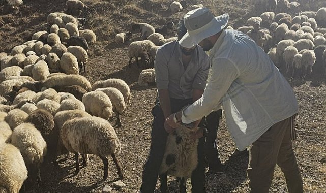 Yüksekova'da 62 köyde aşı ve kimliklendirme çalışması yapıldı