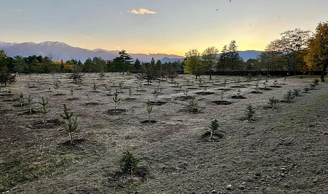 2024 yılında 400 bin fidan toprakla buluştu