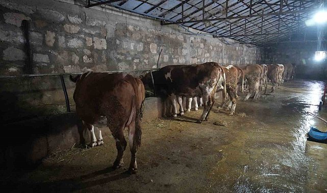 80 bin buzağıdan 5 milyar TL gelir bekleniyor
