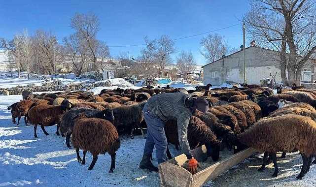 Ağrılı besiciler dondurucu soğuklara rağmen hayvancılığı sürdürüyor