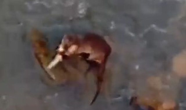Azgın suların keskin avcısı balık yakalarken görüntülendi