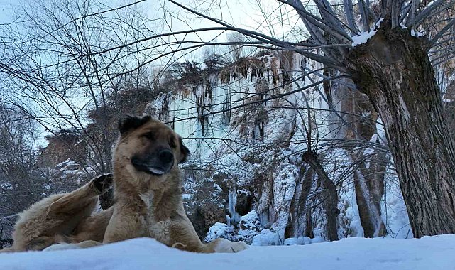 Buz tutan Girlevik Şelalesi'nde 2 metrelik buz sarkıtları oluştu
