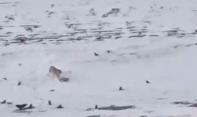 Diyadin'de aç kurt köpeği parçalayıp yedi