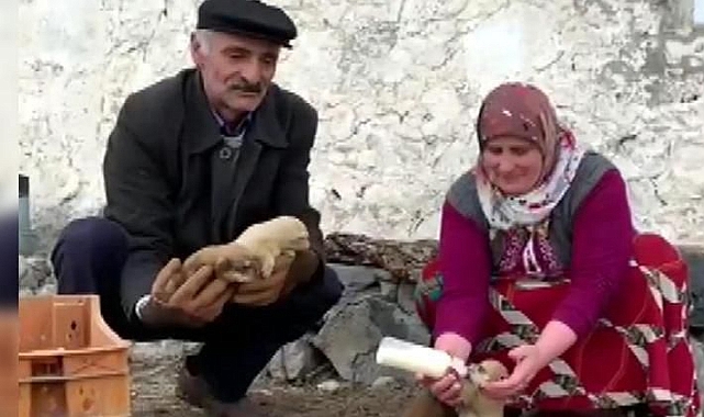 Dumanoğlu çifti, 8 yavru köpeği biberonla besliyorlar