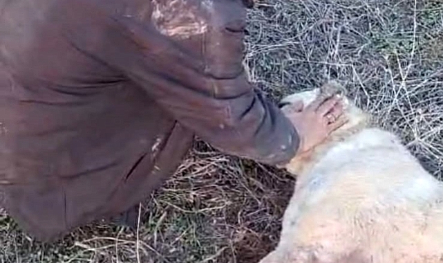 Elazığ'da kangal köpeği tüfekle vurularak öldürüldü