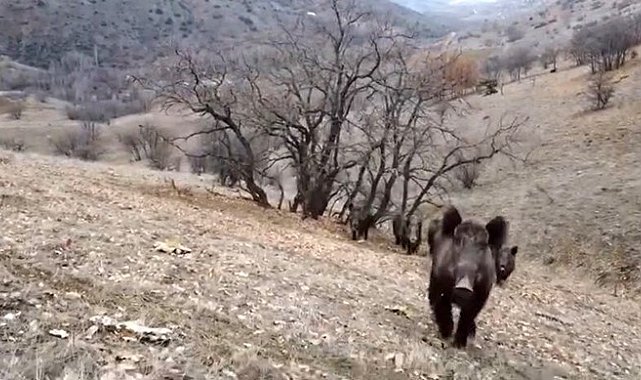 Elazığ'da domuz sürüleri görüntülendi