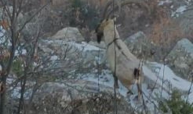 Elazığ'da koruma altında bulunan çengel boynuzlu dağ keçileri görüntülendi