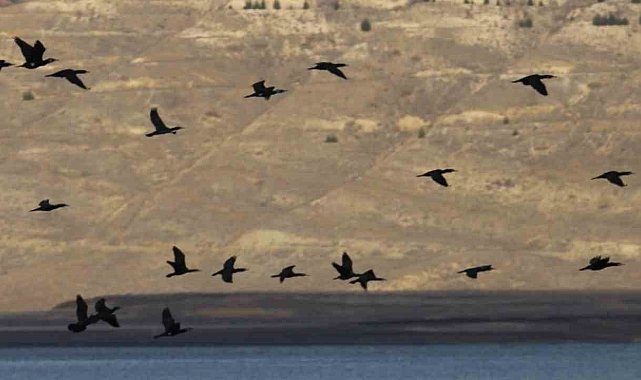 Elazığ'da su kuşu sayım çalışmaları
