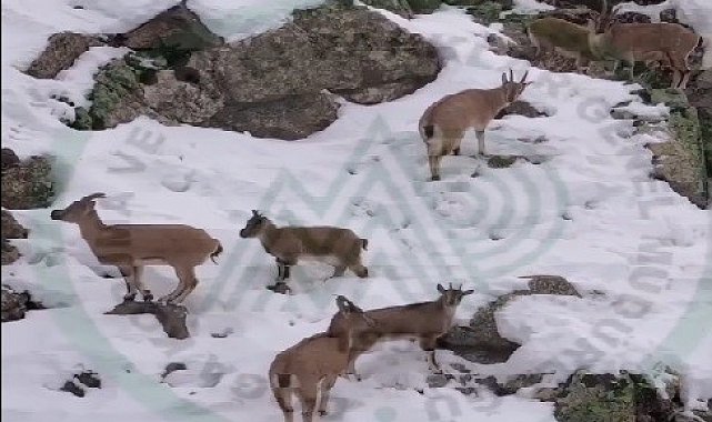 Erzincan'da dağ keçileri karlı arazide yiyecek ararken görüntülendi
