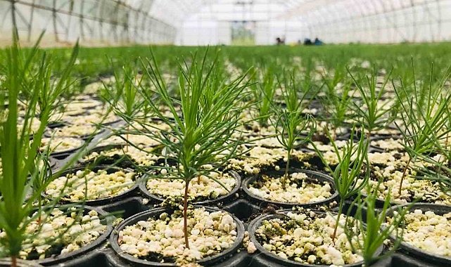 Erzurum'da 2 milyondan fazla fidan üretildi