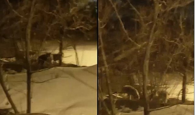 Hakkari'de kurt sürüsü görüntülendi