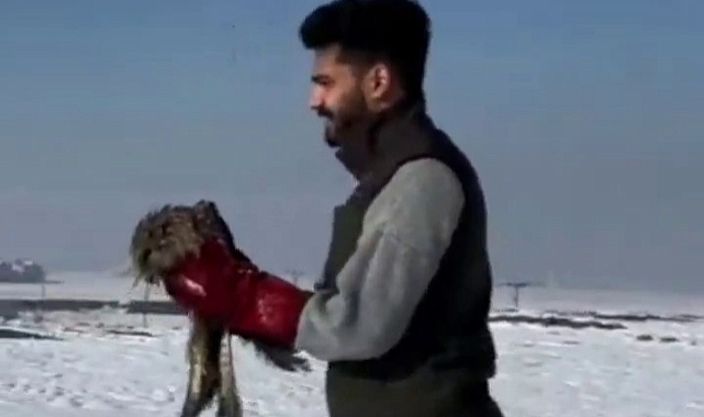 Kara çaylaklar özgürlüğe uçtu