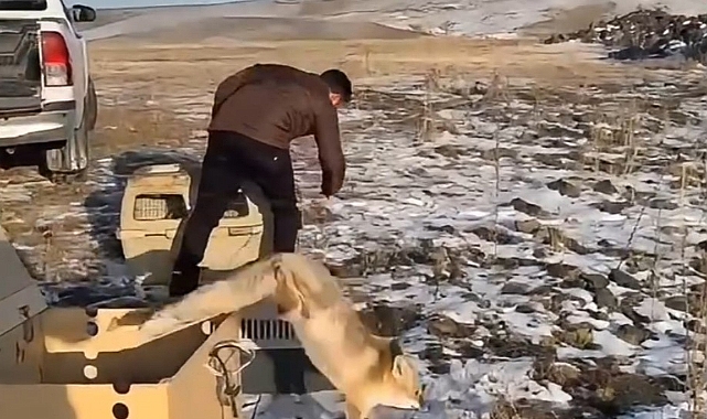 Kars'ta büyüyen yavru tilkiler doğaya bırakıldı