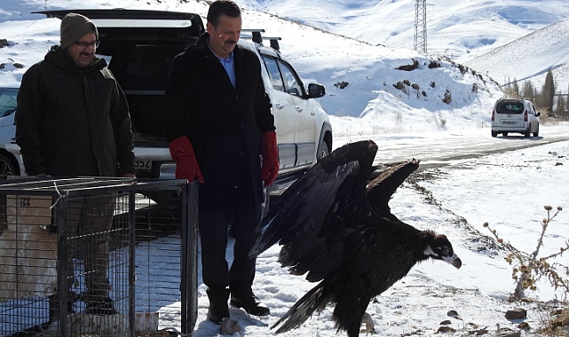 Kars'ta sağlığına kavuşan kara akbaba, doğaya bırakıldı