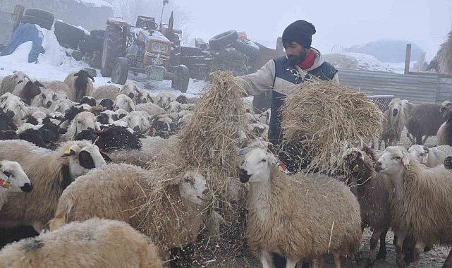 Kars'ta küçükbaş hayvancılık yapanlar çoban bulmakta zorluk çekiyor