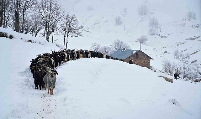 Muş'ta besiciler zorlu kış şartlarına meydan okuyor