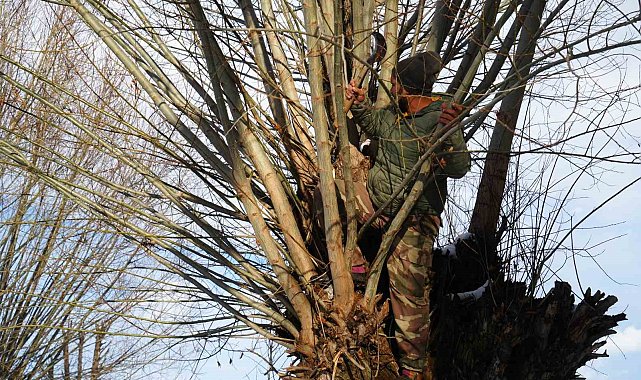 Muş'ta besicilerden alternatif yem çözümü: Söğüt dalları hayvanlara yem oluyor