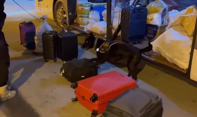 Narkotik köpeği "Naz" zehir tacirlerine geçit vermiyor