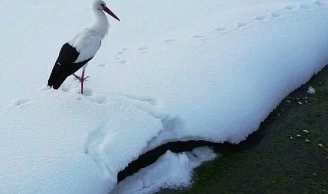 Özalp'te iki leylek dondurucu soğuğa direniyor