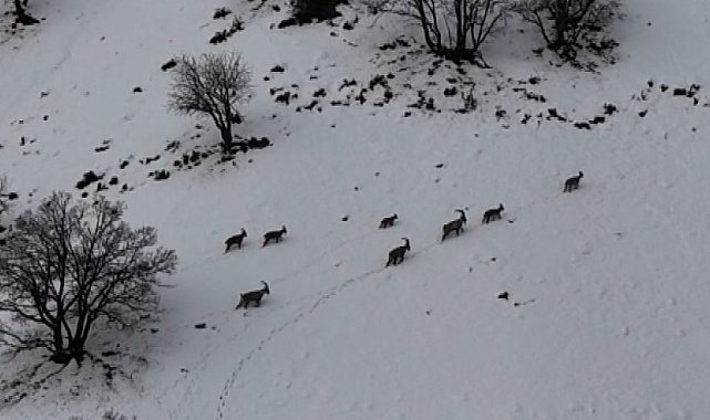 Tunceli'de vadilere inen yaban keçileri görüntülendi