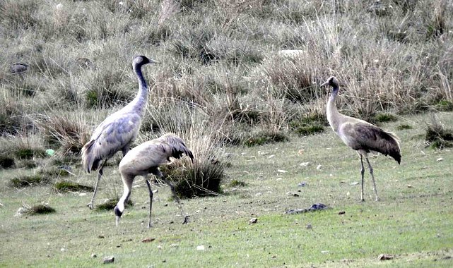 Türkülere konu olan telli turnalar Erzincan'da görüntülendi