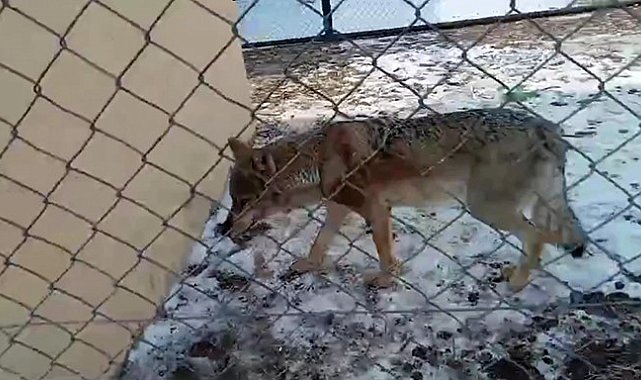 Van'da tedavisi tamamlanan kurt doğaya bırakıldı