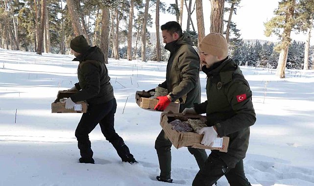 Yabani hayvanlar için doğaya yem bıraktılar