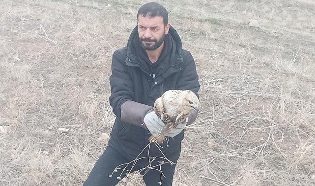 Yaralı kartal tedavi altına alındı