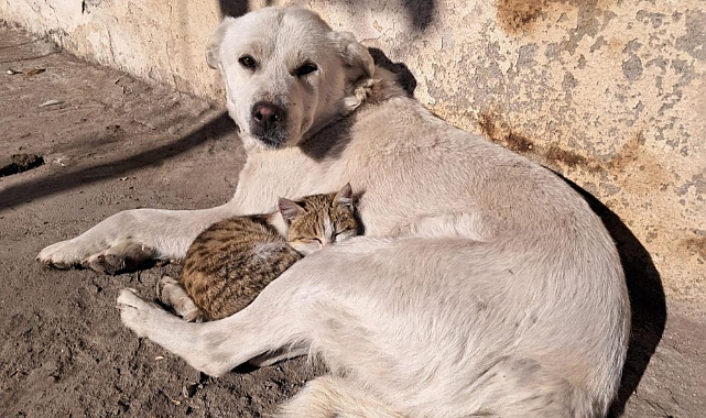 Akyaka'da kedi ve köpeğin dostluğu kamerada