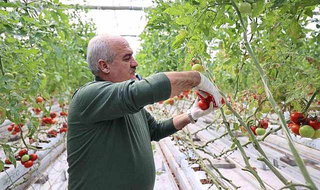 Aziziye'nin termal seralarında yeni dönem