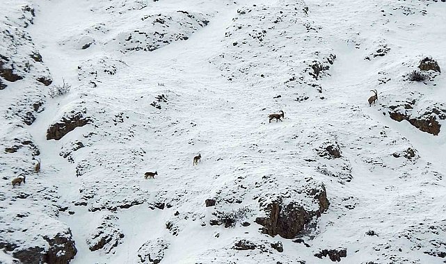 Dağ keçileri Munzur Dağlarına renk katıyor