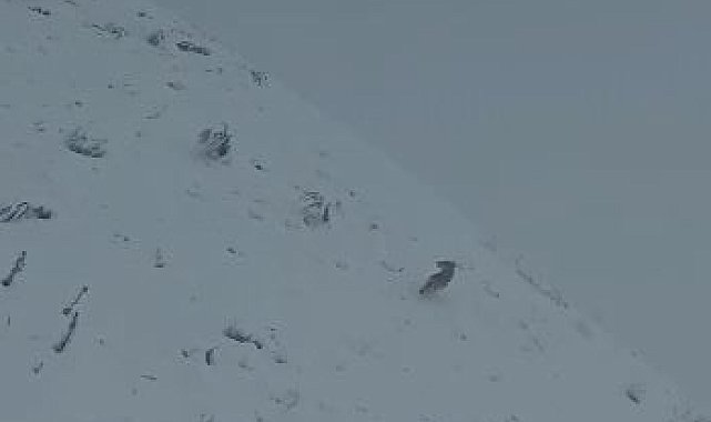 Elazığ'da kurt sürüsü köye indi