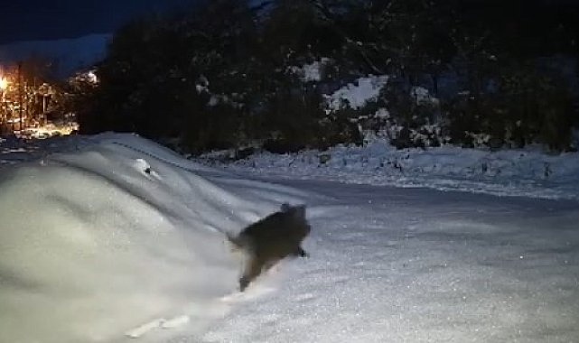 Elazığ'da yiyecek arayan domuz sürüsü köye indi