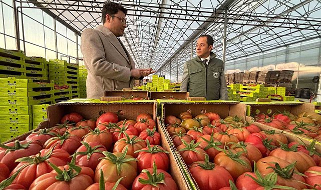Erzincan'da modern tarımla domates hasadı başladı
