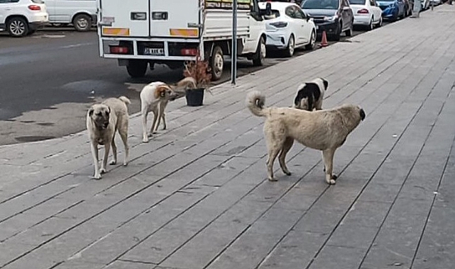 Hastane bahçelerine sahipsiz hayvan yasağı getiriliyor