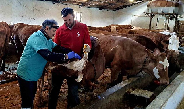 İliç'te şap ve brucella hastalığına karşı aşılama çalışmaları sürdürülüyor