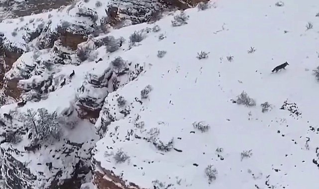 Kurt ile keçiler yaban hayatında görüntülendi