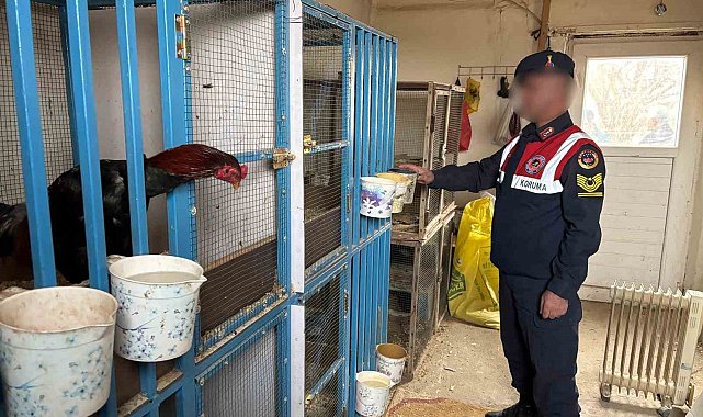 Malatya'da horoz dövüştürenlere jandarma baskını