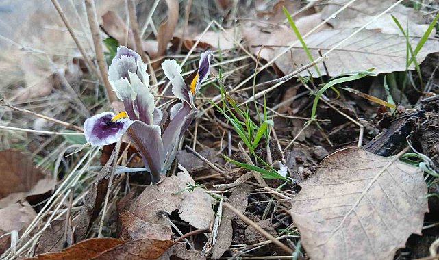 Malatya'da kar yağışı devam ederken Pütürge'de nevruz ve badem ağaçları çiçek açtı
